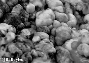 Jill Boyles photographer - black and white macro of gourd