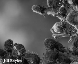 Jill Boyles photographer - black and white dried berries