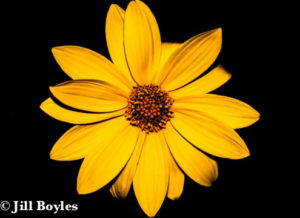 Jill Boyles photographer - yellow daisy