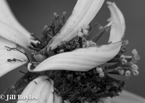 Jill Boyles photographer - black and white macro dried flower