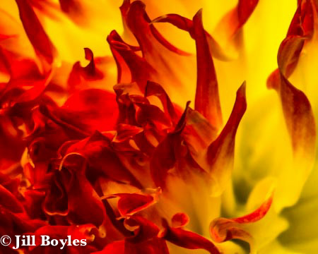 Jill Boyles photographer - macro of red and yellow flower