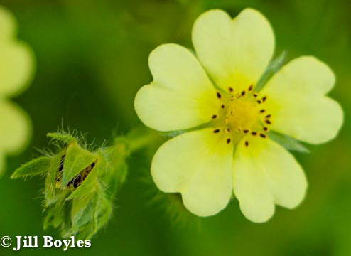 Jill Boyles photographer - macro of yellow flower