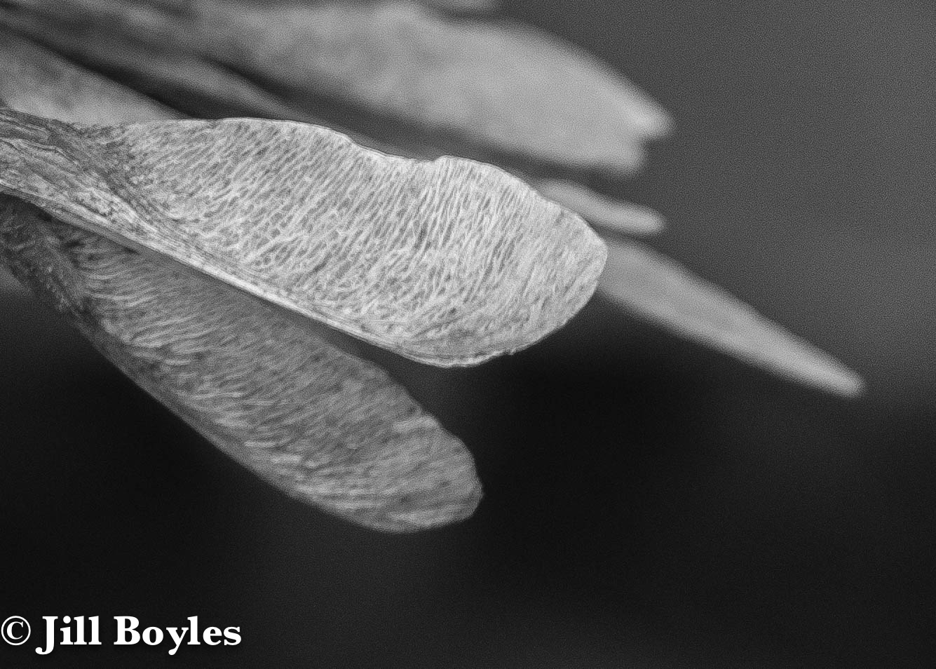 Jill Boyles photographer - black and white helicopter leaves