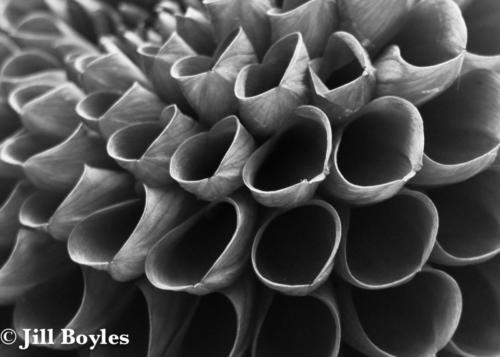 Jill Boyles photographer - black and white macro of flower