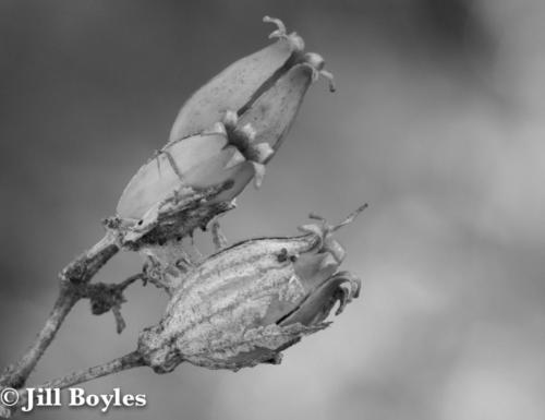 Jill Boyles photographer - black and white of dried flowers