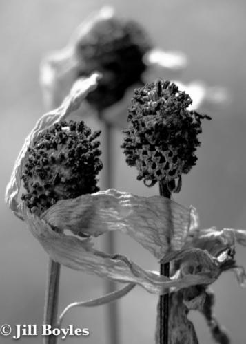 Jill Boyles photographer - black and white dried clover