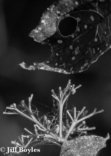 Jill Boyles photographer - black and white old leaves