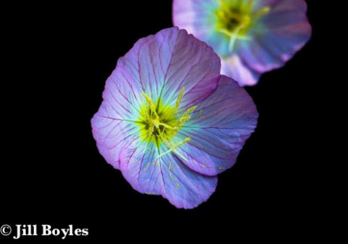 Jill Boyles photographer - purple flowers against a black background